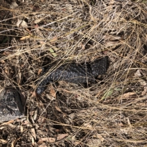 Tiliqua rugosa at Cook, ACT - 21 Jan 2020 10:59 AM