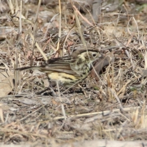 Pyrrholaemus sagittatus at Tennent, ACT - 21 Jan 2020