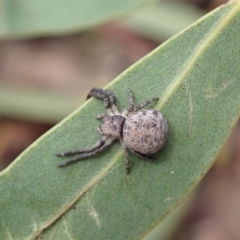 Cymbacha ocellata at Cook, ACT - 21 Jan 2020