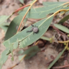 Cymbacha ocellata at Cook, ACT - 21 Jan 2020