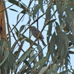 Acanthiza pusilla (Brown Thornbill) at Tennent, ACT - 21 Jan 2020 by RodDeb