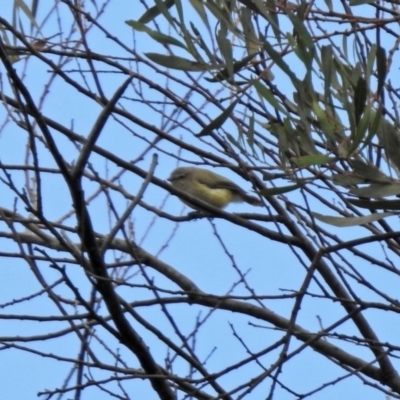 Smicrornis brevirostris (Weebill) at Tennent, ACT - 21 Jan 2020 by RodDeb