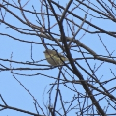 Smicrornis brevirostris at Tennent, ACT - 21 Jan 2020