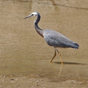 Egretta novaehollandiae at Tennent, ACT - 21 Jan 2020