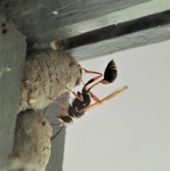 Sceliphron formosum (Formosum mud-dauber) at Cook, ACT - 22 Jan 2020 by CathB