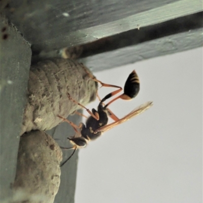 Sceliphron formosum (Formosum mud-dauber) at Cook, ACT - 22 Jan 2020 by CathB