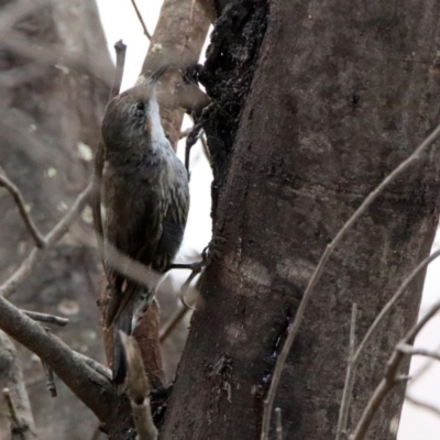 Cormobates leucophaea (White-throated Treecreeper) at Tennent, ACT - 21 Jan 2020 by RodDeb