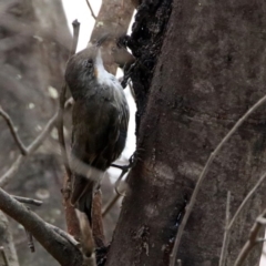 Cormobates leucophaea at Tennent, ACT - 21 Jan 2020 01:35 PM