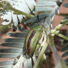 Calomela vittata (Acacia leaf beetle) at Cook, ACT - 20 Jan 2020 by CathB