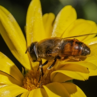 Eristalis tenax (Drone fly) at Molonglo Valley, ACT - 21 Jan 2020 by WHall
