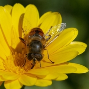 Eristalis tenax at Molonglo Valley, ACT - 22 Jan 2020