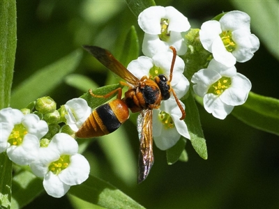 Anterhynchium nigrocinctum (A potter wasp) at Molonglo Valley, ACT - 22 Jan 2020 by WHall