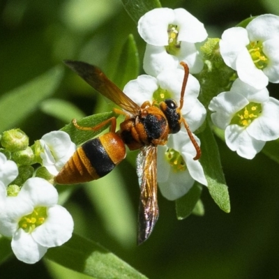 Anterhynchium nigrocinctum (A potter wasp) at Molonglo Valley, ACT - 21 Jan 2020 by WHall