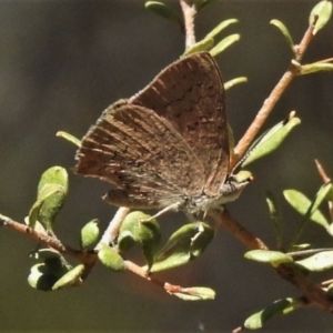 Paralucia pyrodiscus at Theodore, ACT - suppressed