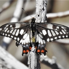 Papilio anactus (Dainty Swallowtail) at Tuggeranong Hill - 22 Jan 2020 by JohnBundock