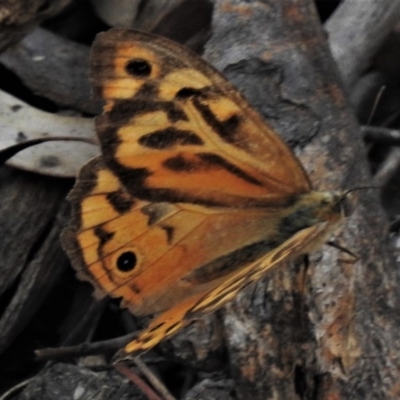 Heteronympha merope (Common Brown Butterfly) at Tuggeranong Hill - 22 Jan 2020 by JohnBundock