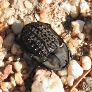 Helea ovata at Fyshwick, ACT - 20 Jan 2020 05:20 PM