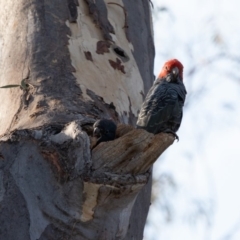 Callocephalon fimbriatum at Acton, ACT - 20 Jan 2020