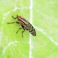 Lauxaniidae (family) (Unidentified lauxaniid fly) at Holt, ACT - 11 Jan 2020 by AlisonMilton