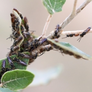 Lasioglossum (Homalictus) punctatus at Higgins, ACT - 12 Jan 2020