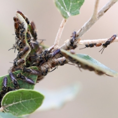 Lasioglossum (Homalictus) punctatus (A halictid bee) at Higgins, ACT - 11 Jan 2020 by AlisonMilton