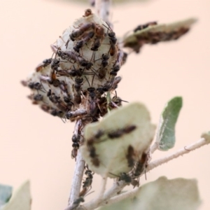 Lasioglossum (Homalictus) punctatus at Higgins, ACT - 12 Jan 2020