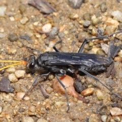 Fabriogenia sp. (genus) (Spider wasp) at ANBG - 19 Jan 2020 by TimL