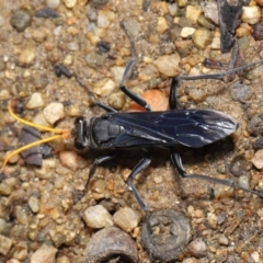 Fabriogenia sp. (genus) at Hackett, ACT - 19 Jan 2020