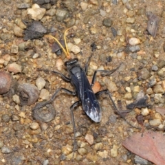 Fabriogenia sp. (genus) at Hackett, ACT - 19 Jan 2020