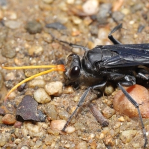 Fabriogenia sp. (genus) at Hackett, ACT - 19 Jan 2020