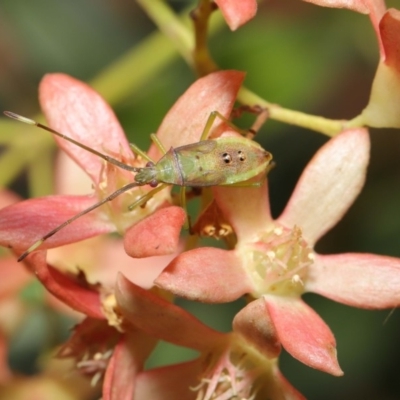 Amblypelta nitida (Fruit-spotting bug) at ANBG - 19 Jan 2020 by TimL