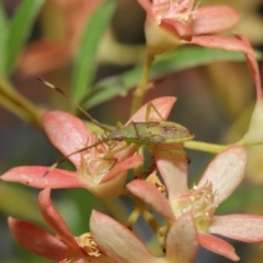 Amblypelta nitida at Hackett, ACT - 19 Jan 2020