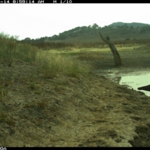 Threskiornis spinicollis at Michelago, NSW - 14 Jan 2020