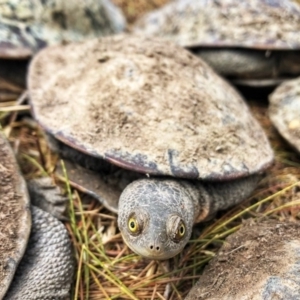 Chelodina longicollis at Googong, NSW - 21 Jan 2020