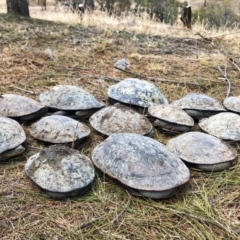 Chelodina longicollis at Googong, NSW - 21 Jan 2020