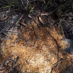 Unverified Plant at Wingecarribee Local Government Area - 21 Jan 2020 by KarenG