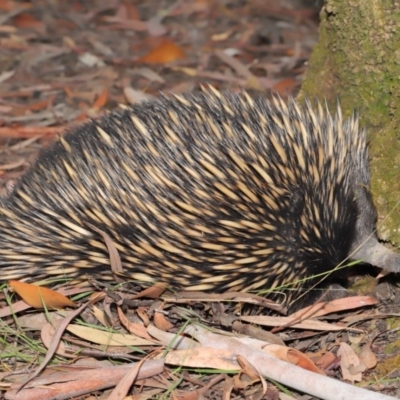 Tachyglossus aculeatus (Short-beaked Echidna) at Hackett, ACT - 19 Jan 2020 by TimL