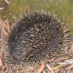 Tachyglossus aculeatus at Hackett, ACT - 19 Jan 2020 11:47 AM