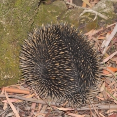 Tachyglossus aculeatus at Hackett, ACT - 19 Jan 2020 11:47 AM