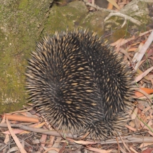 Tachyglossus aculeatus at Hackett, ACT - 19 Jan 2020 11:47 AM