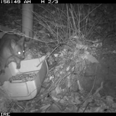 Trichosurus vulpecula (Common Brushtail Possum) at Bangalee, NSW - 10 Jan 2020 by 2020Shoalhaven