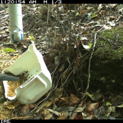 Leucosarcia melanoleuca (Wonga Pigeon) at Bangalee, NSW - 18 Jan 2020 by 2020Shoalhaven