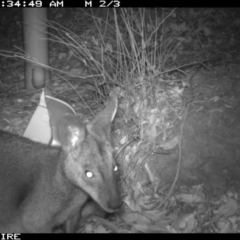 Wallabia bicolor (Swamp Wallaby) at Bangalee, NSW - 14 Jan 2020 by 2020Shoalhaven