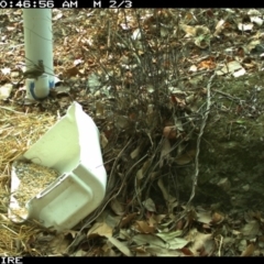 Meliphaga lewinii (Lewin's Honeyeater) at Bangalee, NSW - 15 Jan 2020 by 2020Shoalhaven