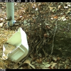 Meliphaga lewinii (Lewin's Honeyeater) at Bangalee, NSW - 14 Jan 2020 by 2020Shoalhaven