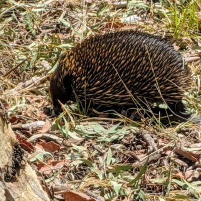 Tachyglossus aculeatus (Short-beaked Echidna) at Acton, ACT - 22 Jan 2020 by HelenCross
