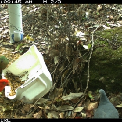 Alisterus scapularis (Australian King-Parrot) at Bangalee, NSW - 19 Jan 2020 by 2020Shoalhaven