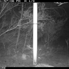 Trichosurus vulpecula (Common Brushtail Possum) at - 12 Jan 2020 by 2020Shoalhaven