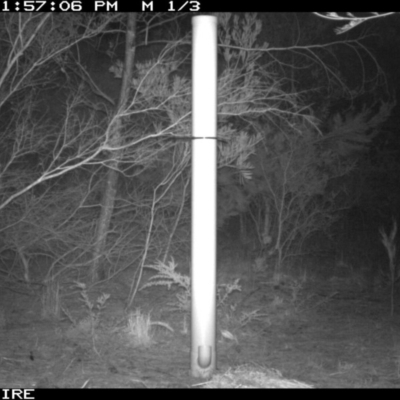 Trichosurus vulpecula (Common Brushtail Possum) at - 12 Jan 2020 by 2020Shoalhaven