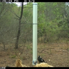 Lepus capensis (Brown Hare) at - 11 Jan 2020 by 2020Shoalhaven